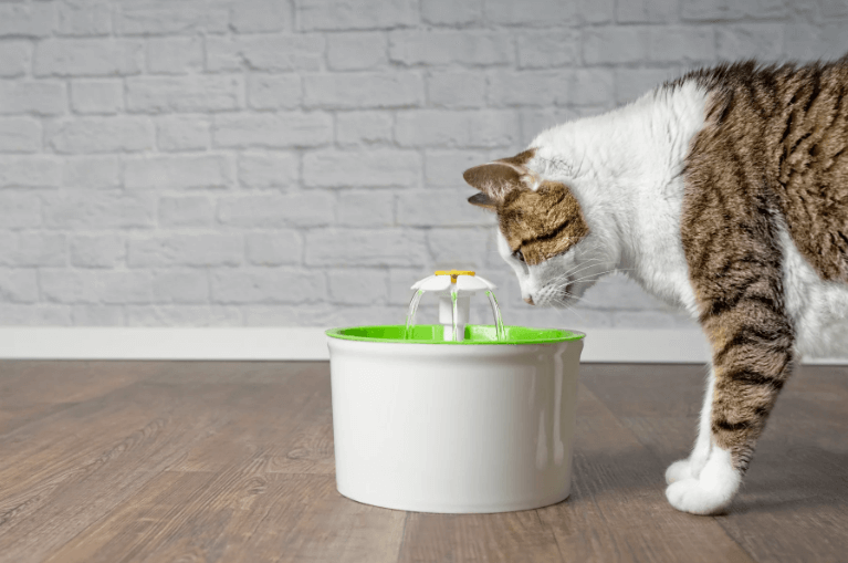 The Evolution of Cat Water Fountain Technology: What Cat Owners Need to Know